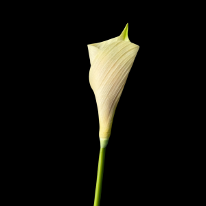 Artificial Flower Calla Lily Light Yellow