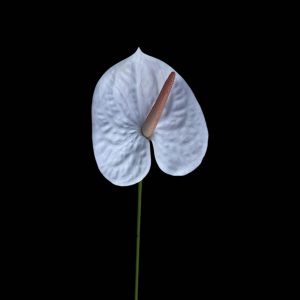 Artificial Flower Anthurium White