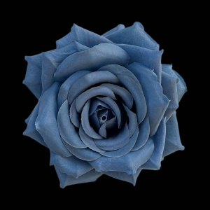 Artificial Rose Head Blue  (1 Piece)