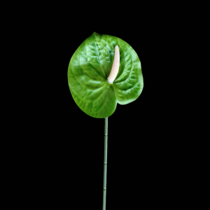 Artificial Flower Anthurium Green