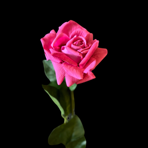 Hyper Realism Rose Hot Pink