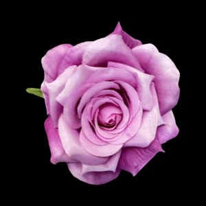 Artificial Rose Head Purple  (1 Piece)