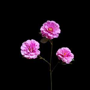 Artificial Hibiscus Purple