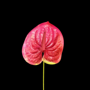 Artificial Anthurium Hot Pink