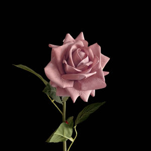 Hyper Realism Rose Old Rose