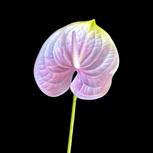 Artificial Anthurium Purple