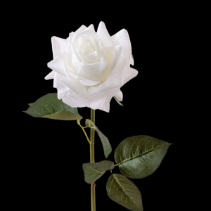 Hyper Realism Rose White