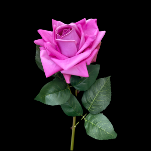 Hyper Realism Rose Purple