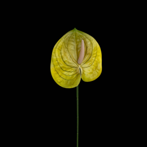 Artificial Anthurium Yellow