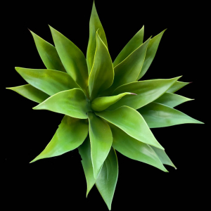 Artificial Leaf