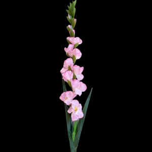 Artificial Gladiolus Pink