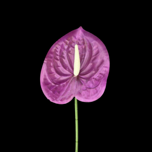 Artificial Anthurium Purple