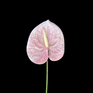 Artificial Anthurium Pink