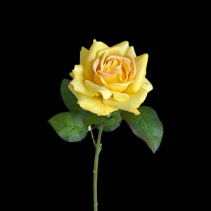 Hyper Realism Rose Yellow